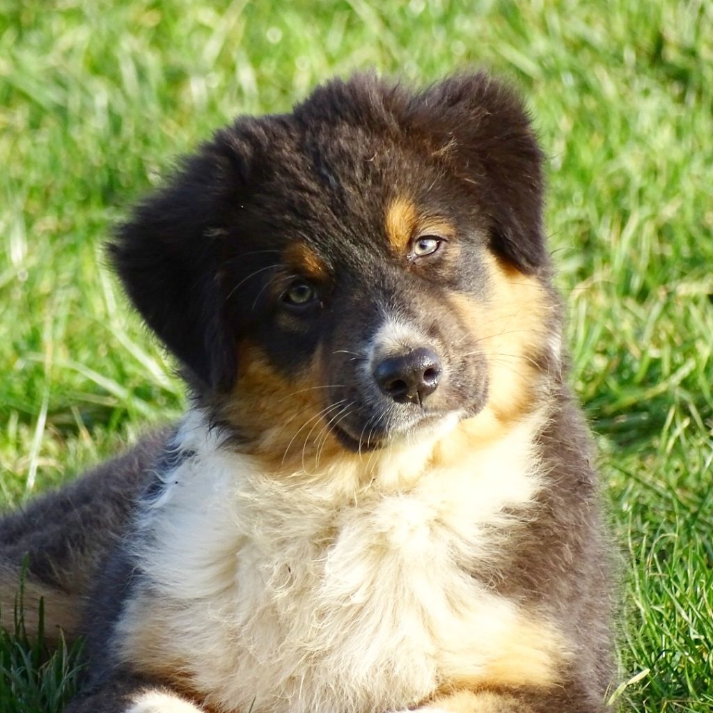 Des Aussies Du Marais - Precious Moonstone des Aussies du marais