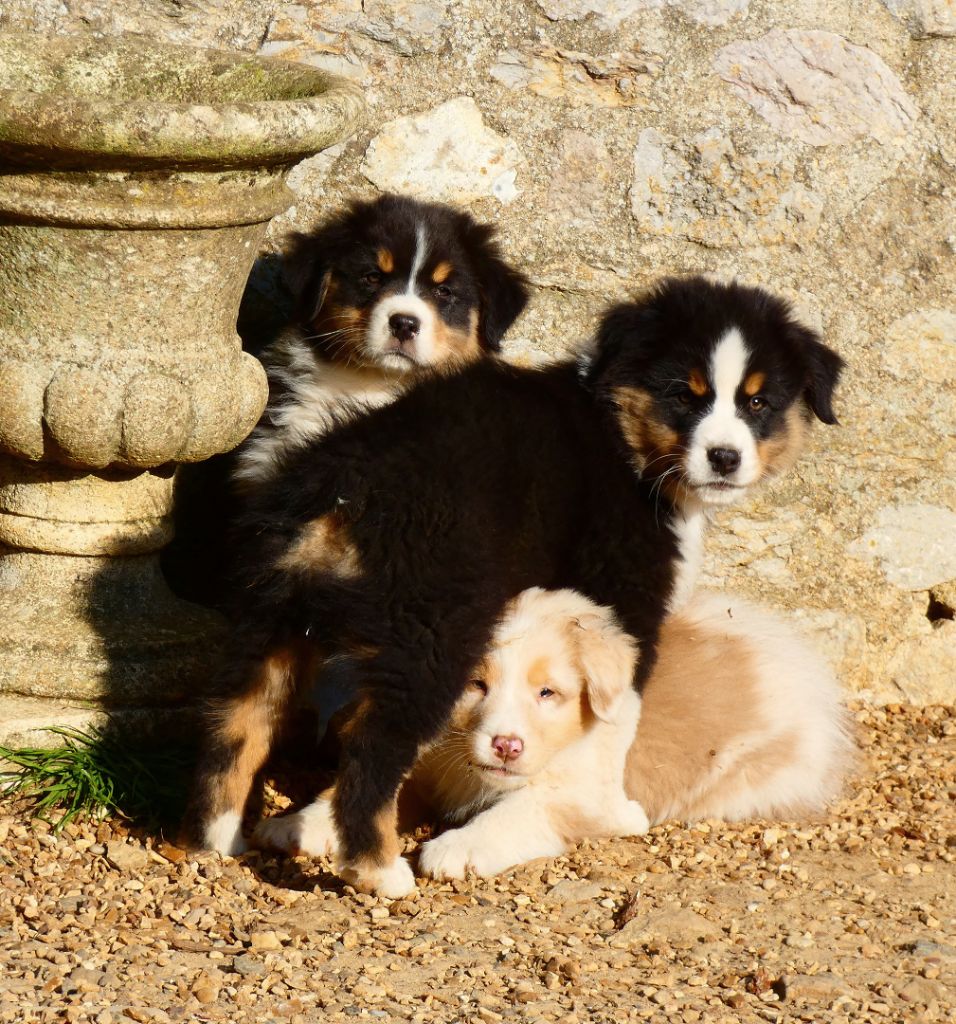 Des Aussies Du Marais - Chiots disponibles !! 