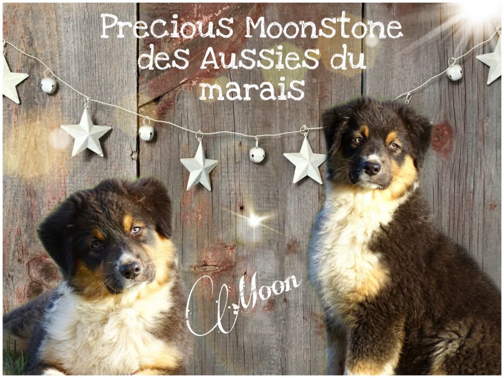 Des Aussies Du Marais - Chiot disponible !