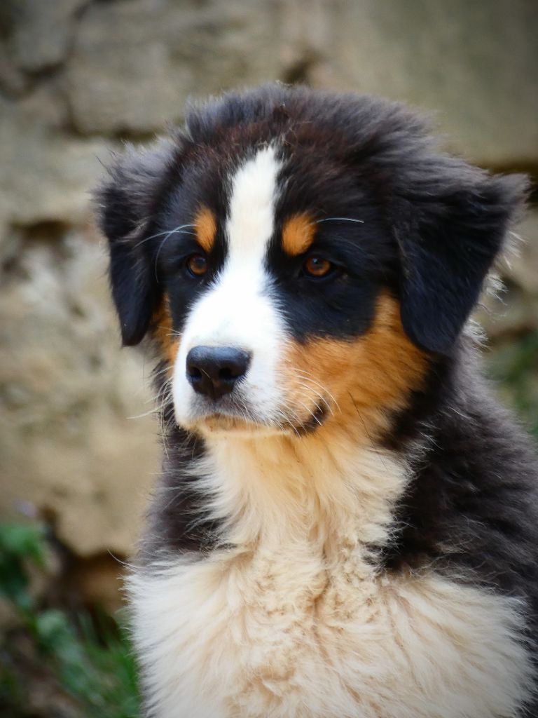 Des Aussies Du Marais - Chiot disponible !! 