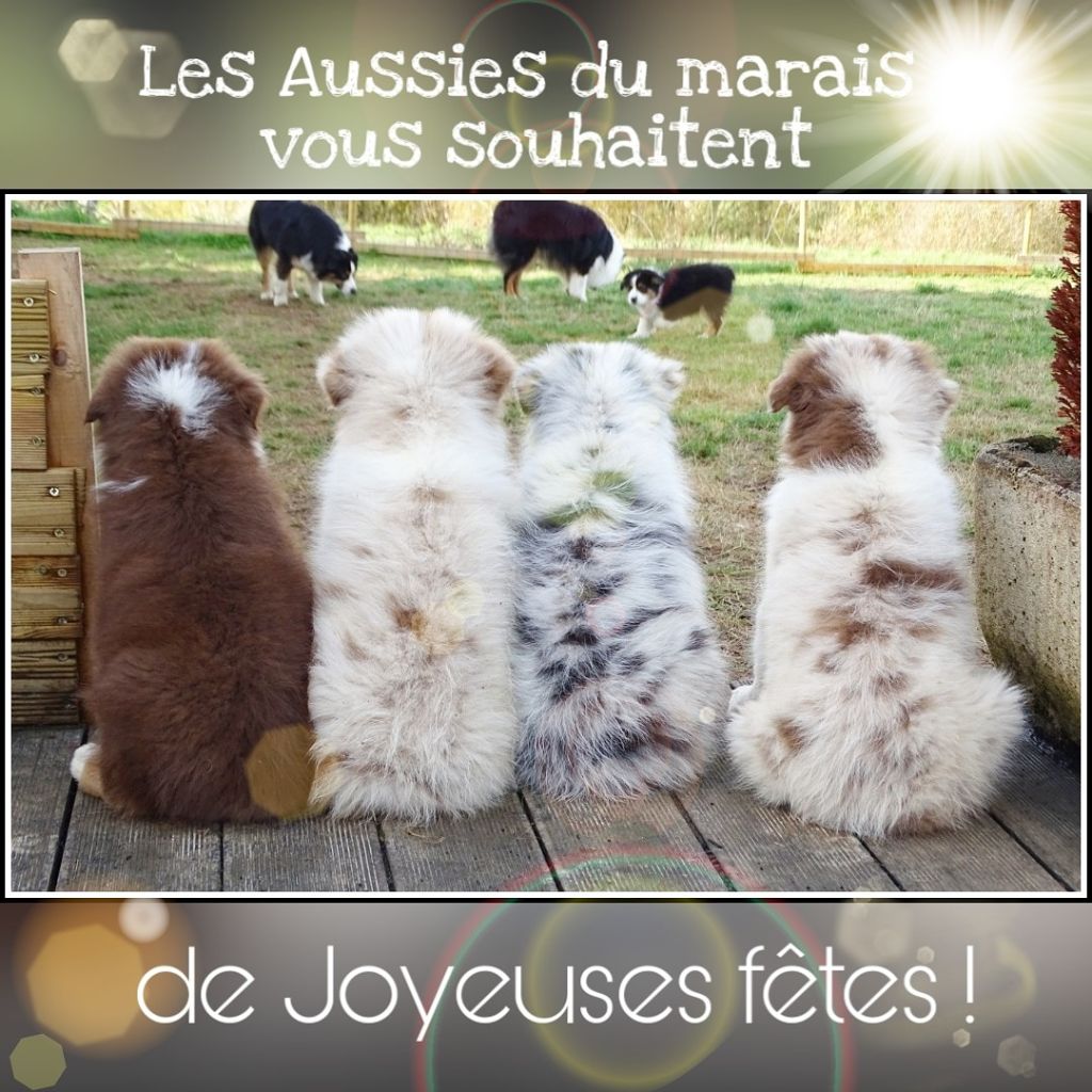 Des Aussies Du Marais - Joyeuses fêtes !