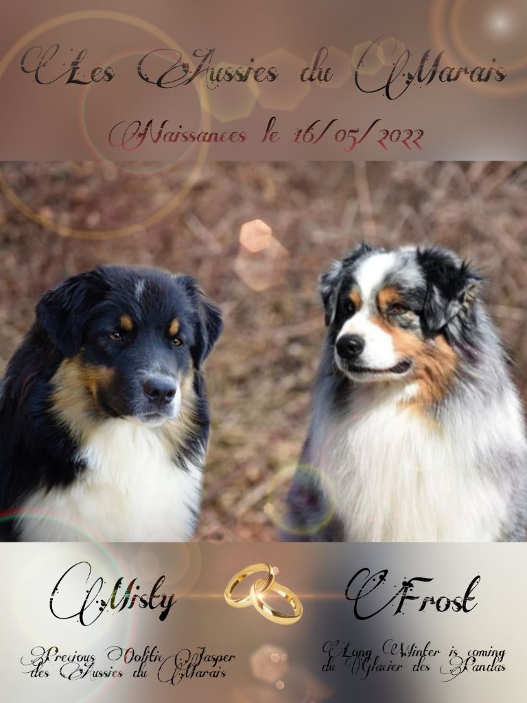 Des Aussies Du Marais - Les bébés de Misty et Frost sont nés !