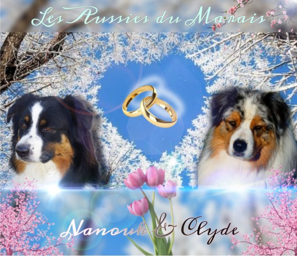 Des Aussies Du Marais - Les bébés de Nanouk et Clyde sont nés !