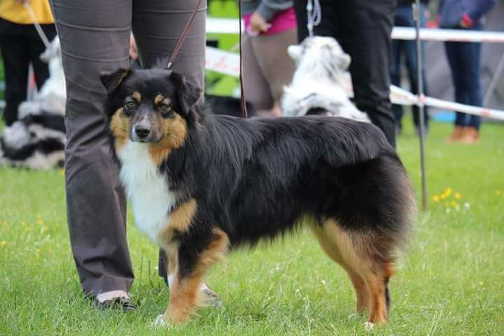 Des Aussies Du Marais - CACS EVREUX - jeudi 10 mai 2018