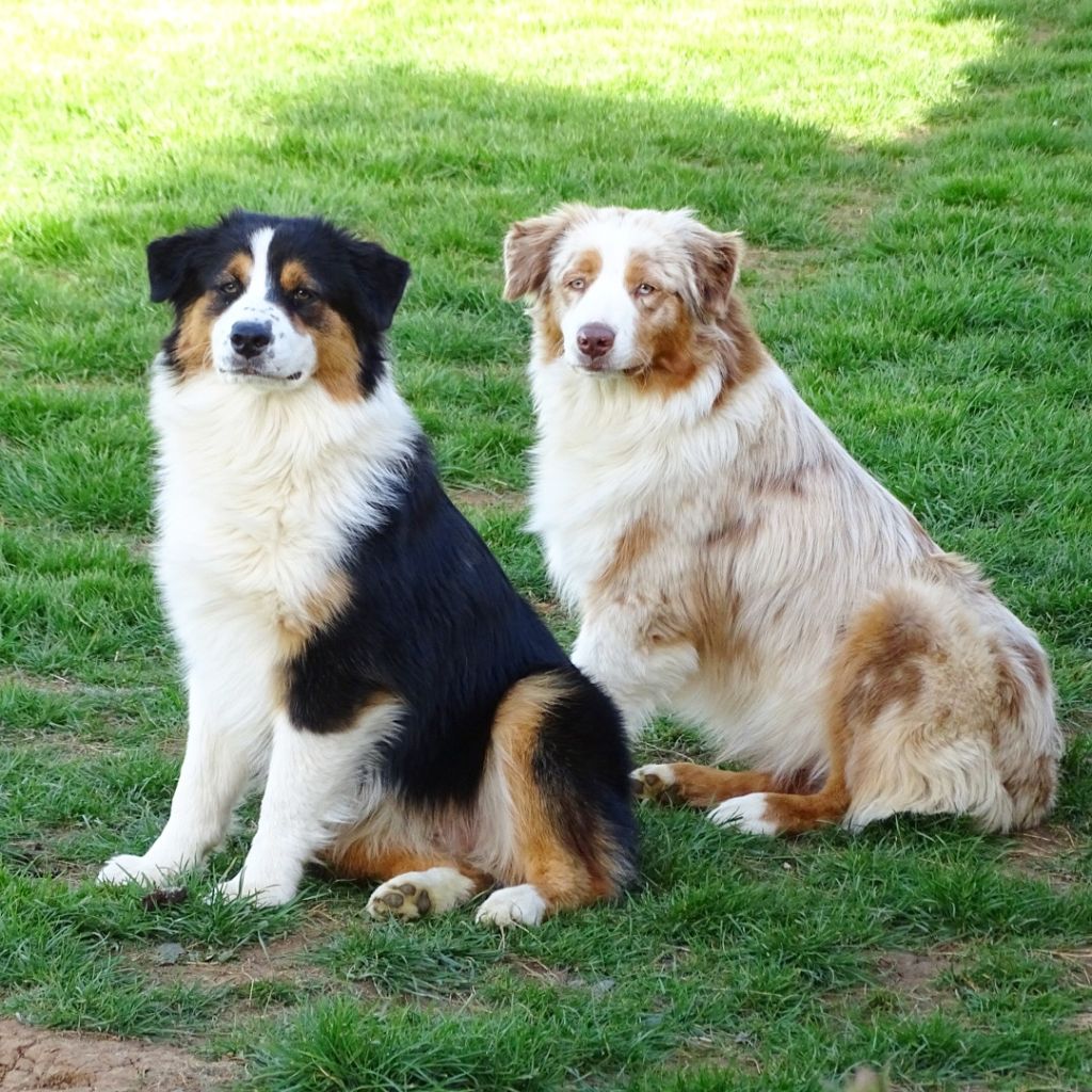 Des Aussies Du Marais - Les Frangines!