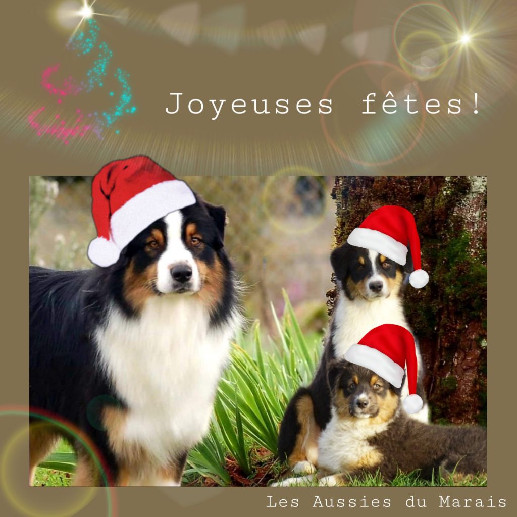 Des Aussies Du Marais - Joyeuses fêtes de fin d'année !