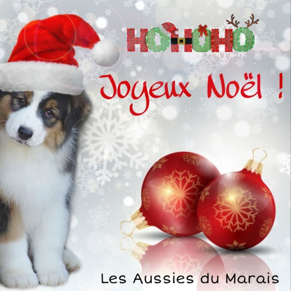 Des Aussies Du Marais - Joyeux Noël !