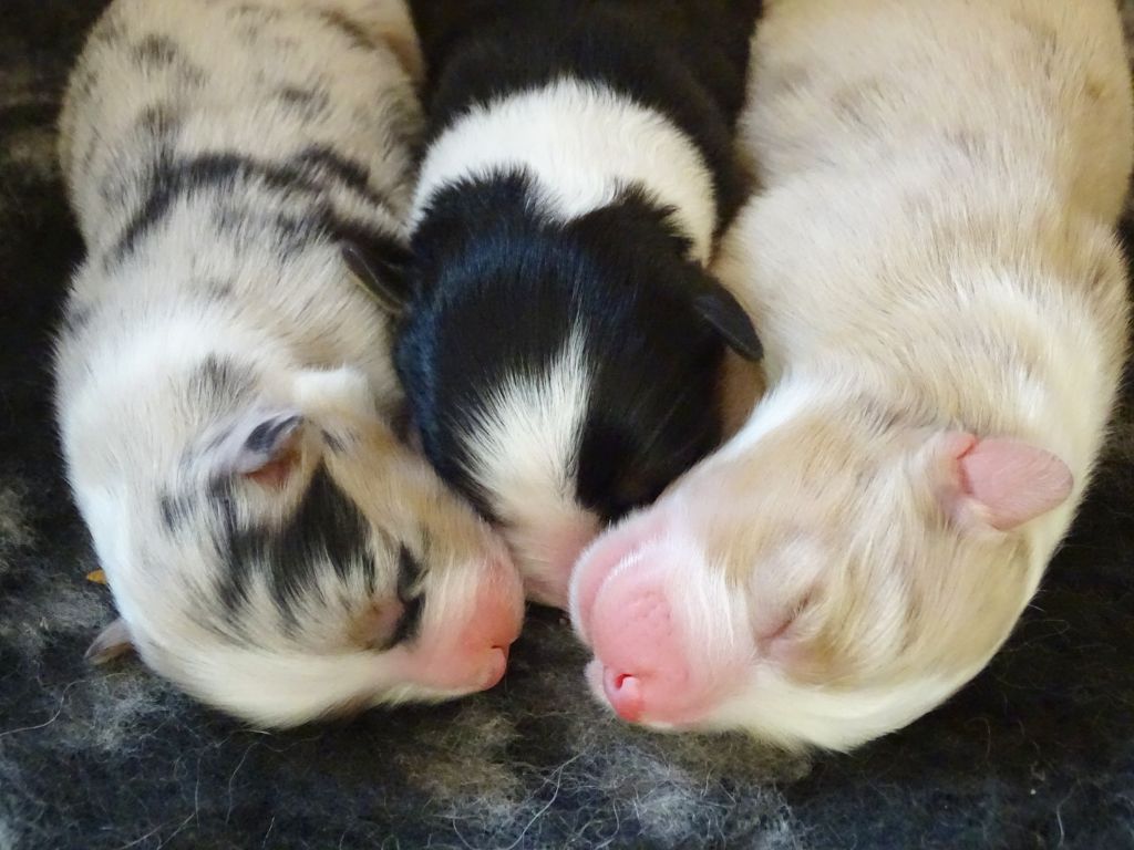 Des Aussies Du Marais - Les bébés sont nés !