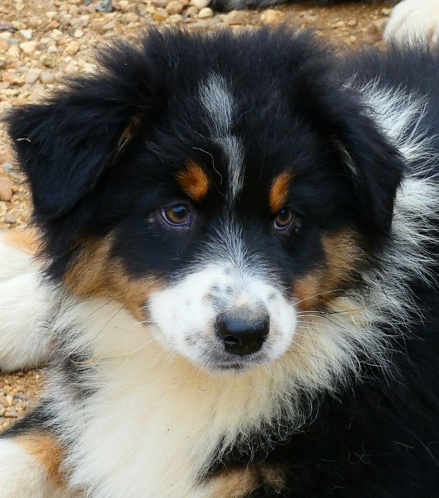 Des Aussies Du Marais - Chiot disponible  - Berger Australien