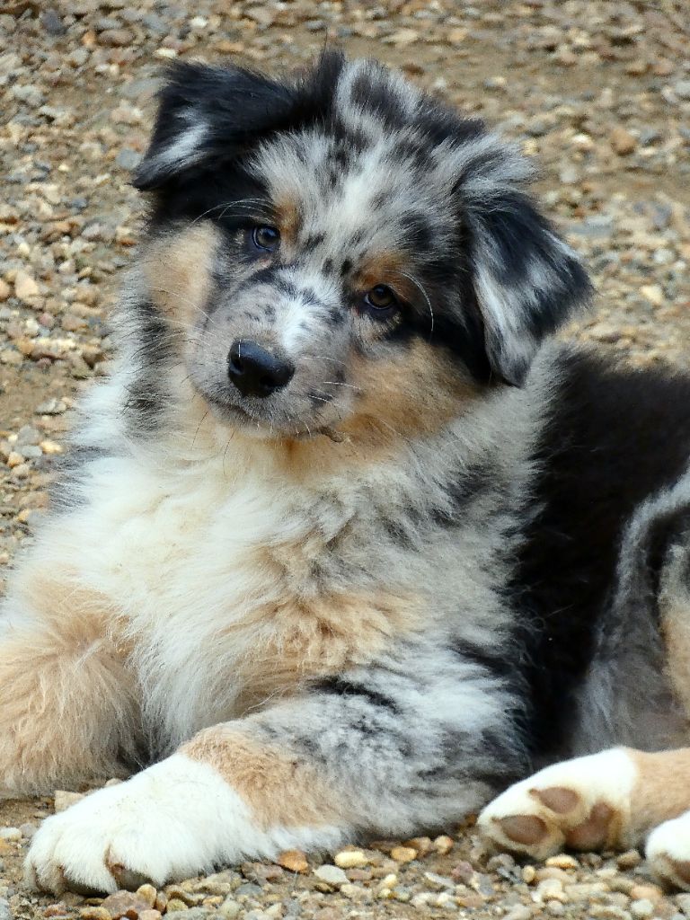 Des Aussies Du Marais - Chiot disponible  - Berger Australien