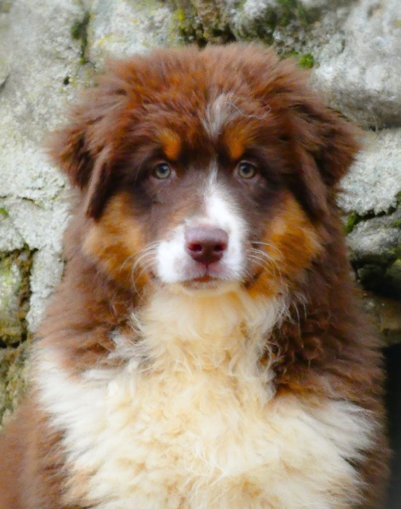 Des Aussies Du Marais - Chiot disponible  - Berger Australien