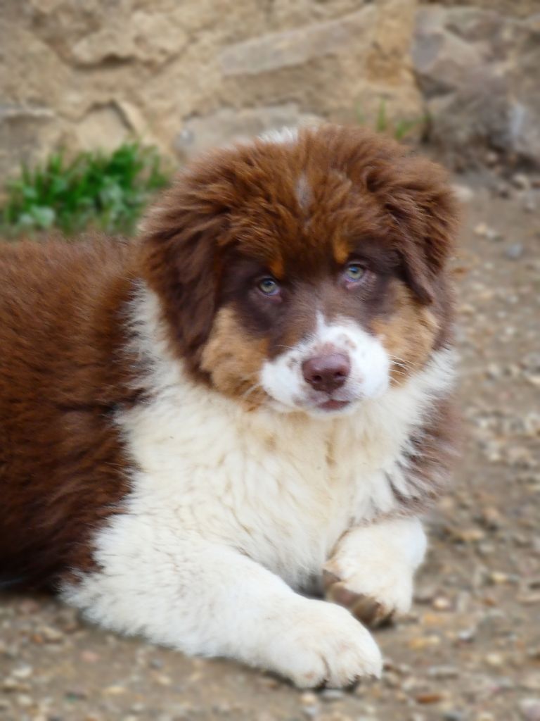 Des Aussies Du Marais - Chiot disponible  - Berger Australien