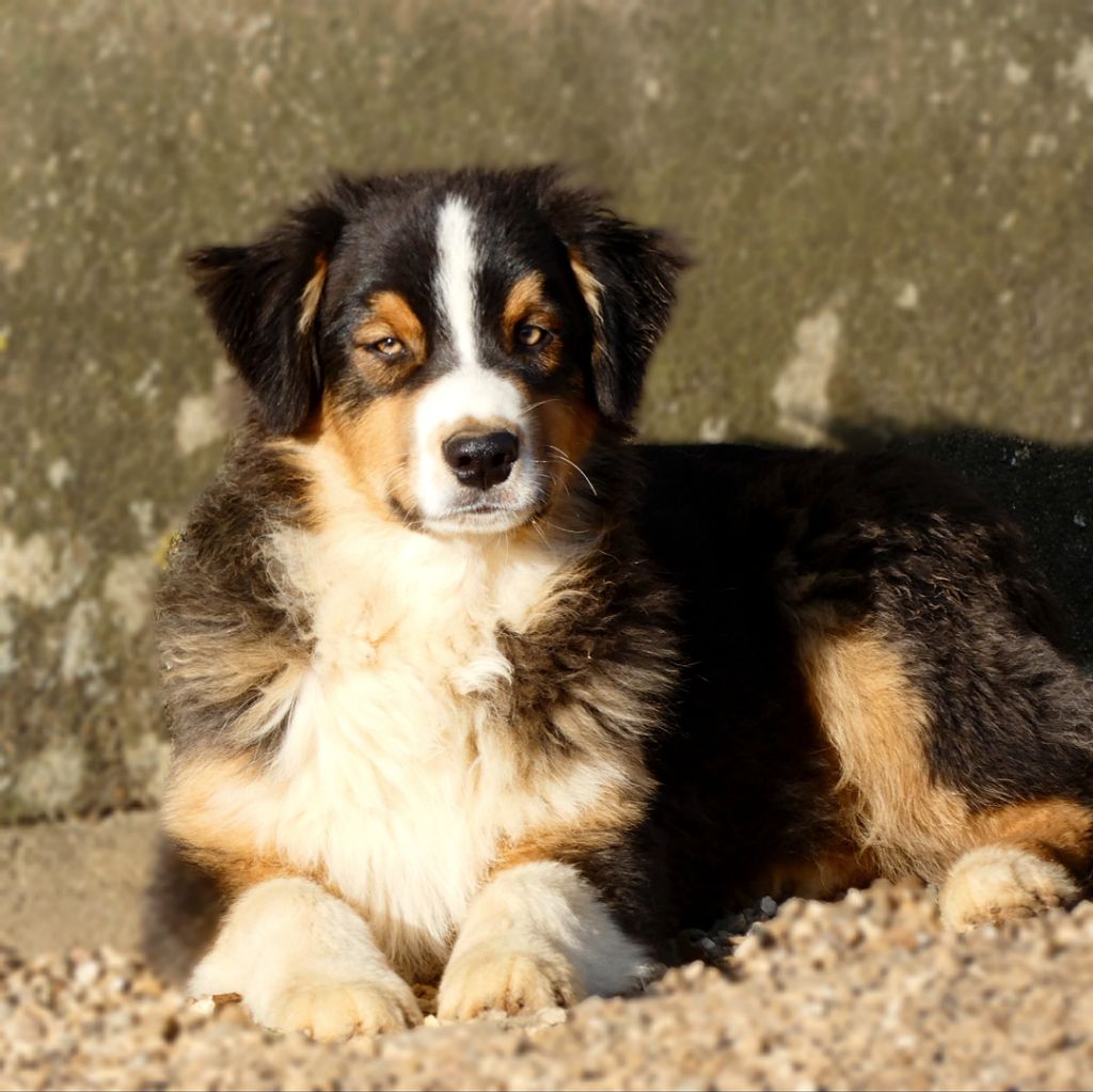 Des Aussies Du Marais - Chiot disponible  - Berger Australien