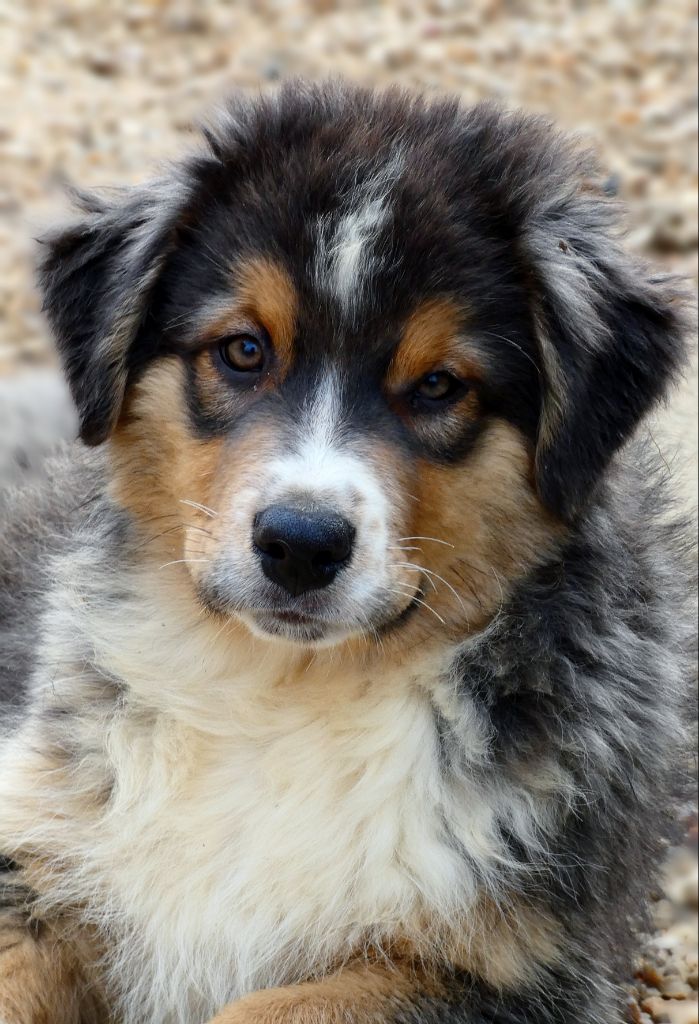 Des Aussies Du Marais - Chiot disponible  - Berger Australien