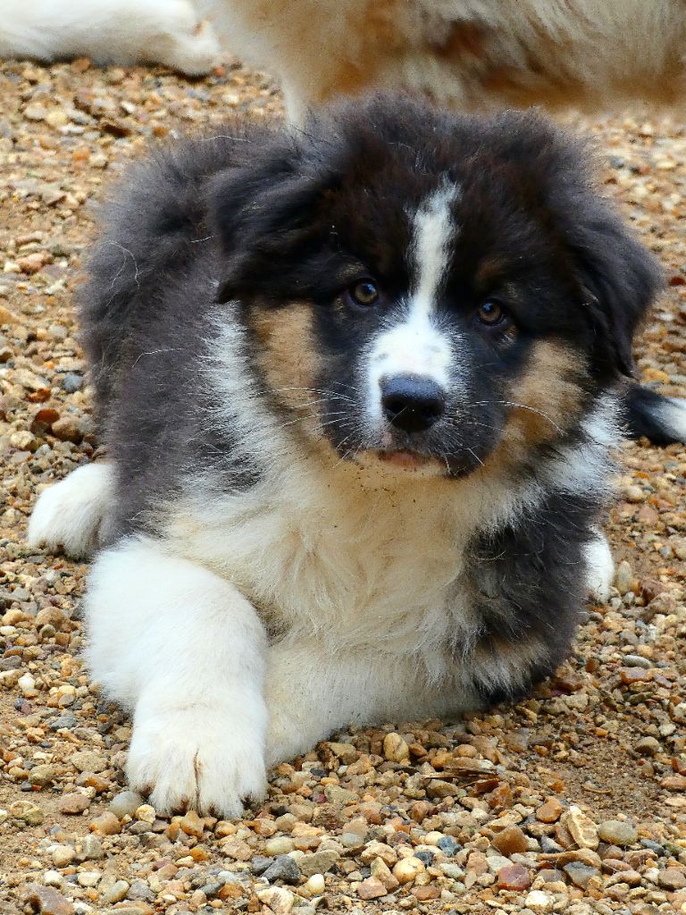 Des Aussies Du Marais - Chiot disponible  - Berger Australien