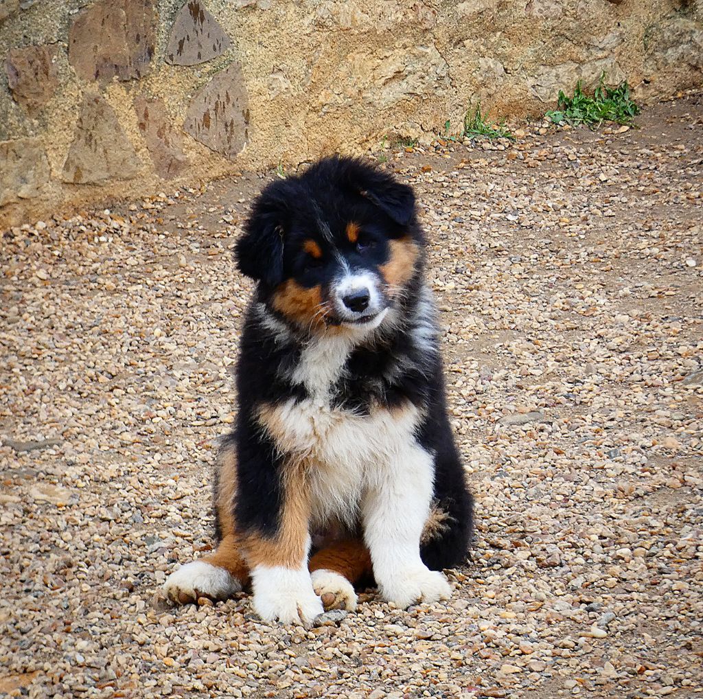 Des Aussies Du Marais - Chiot disponible  - Berger Australien