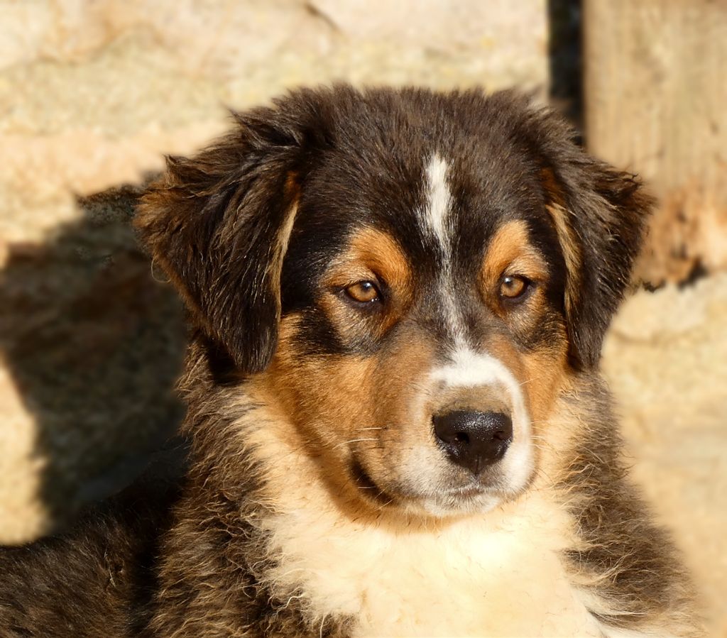 Des Aussies Du Marais - Chiot disponible  - Berger Australien