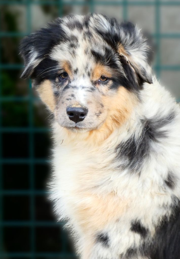 Des Aussies Du Marais - Chiot disponible  - Berger Australien