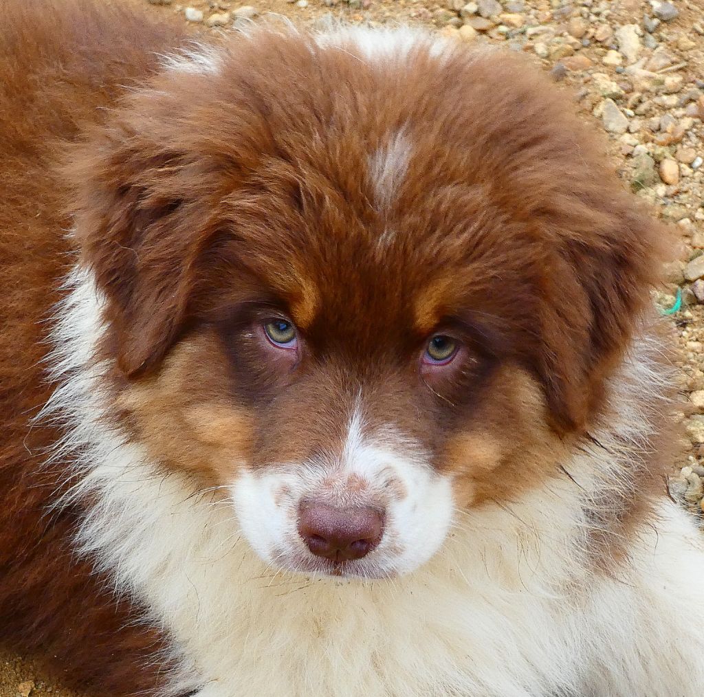 Des Aussies Du Marais - Chiot disponible  - Berger Australien