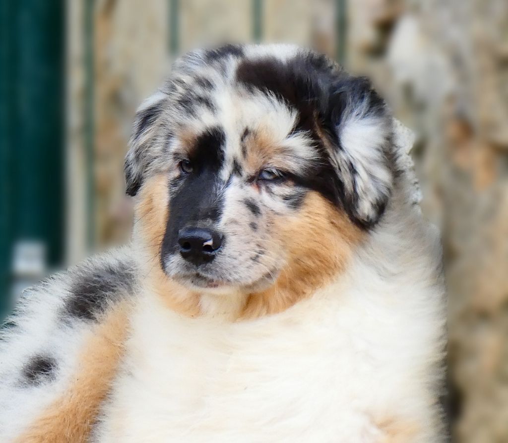 Des Aussies Du Marais - Chiot disponible  - Berger Australien