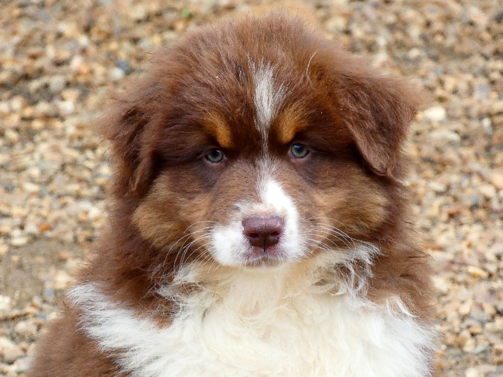 Des Aussies Du Marais - Chiot disponible  - Berger Australien