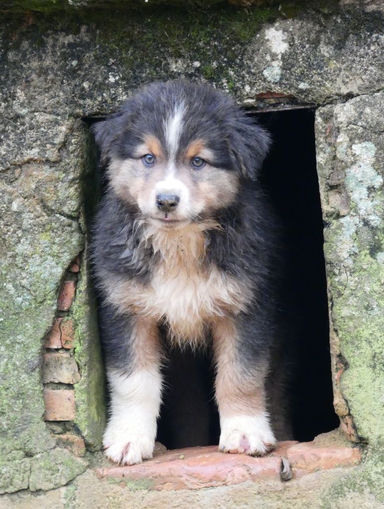 Des Aussies Du Marais - Chiot disponible  - Berger Australien