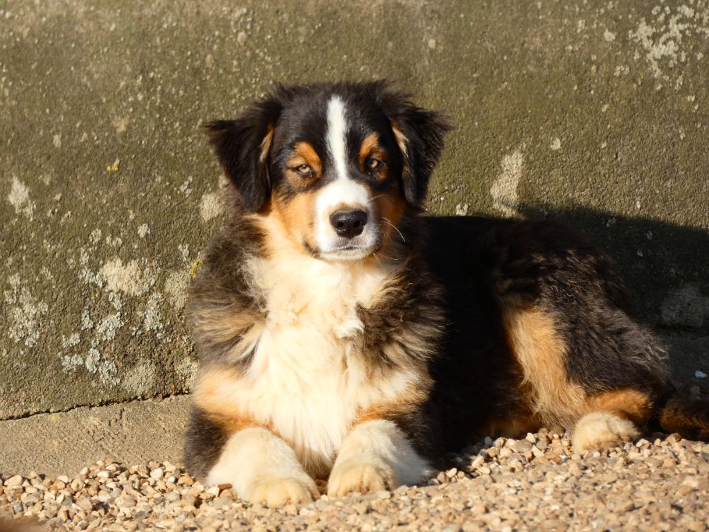 Des Aussies Du Marais - Chiot disponible  - Berger Australien