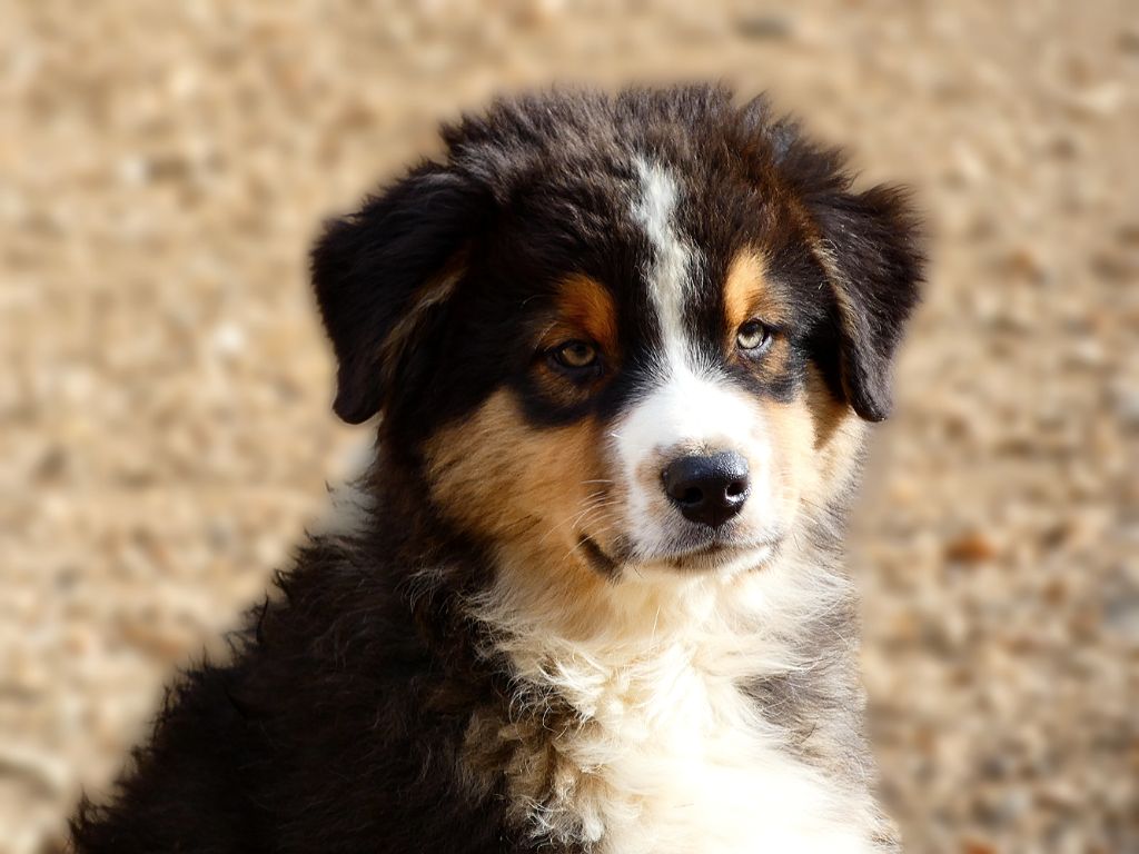 Des Aussies Du Marais - Chiot disponible  - Berger Australien