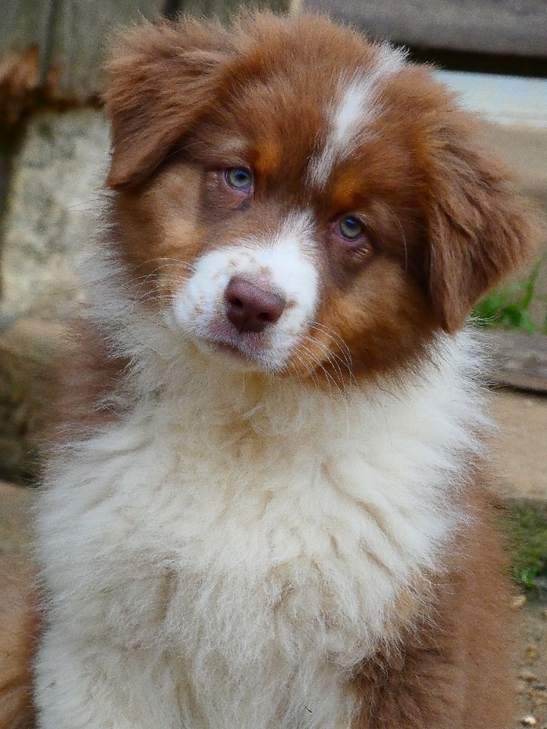 Des Aussies Du Marais - Chiot disponible  - Berger Australien