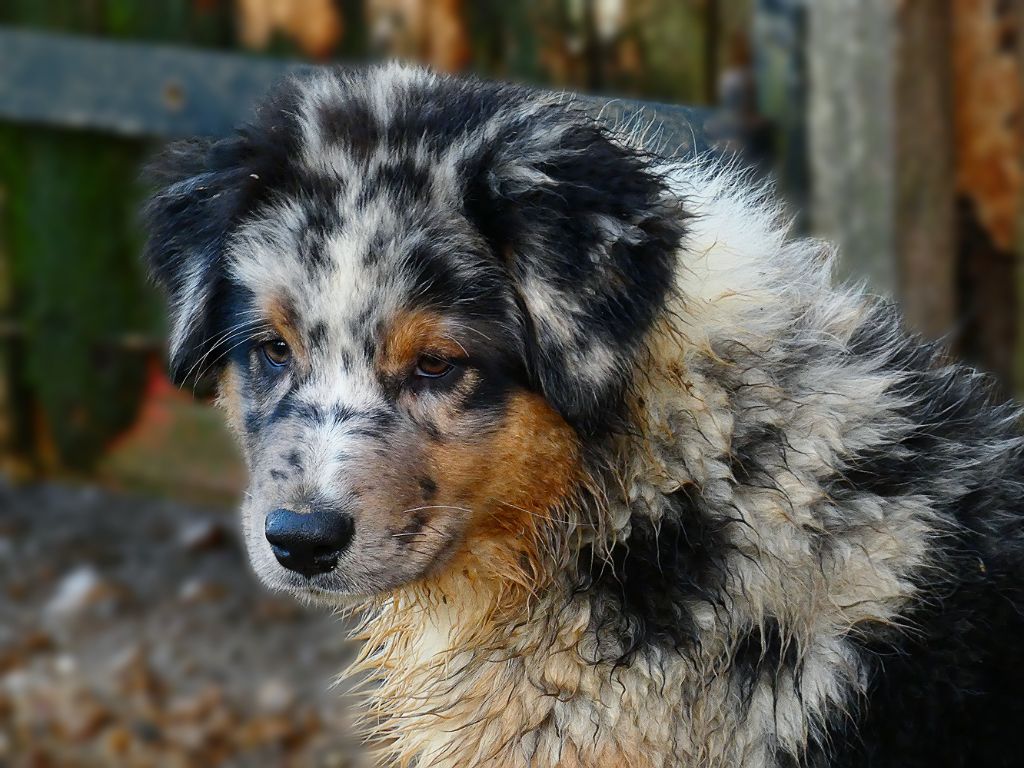 Des Aussies Du Marais - Chiots disons ! 