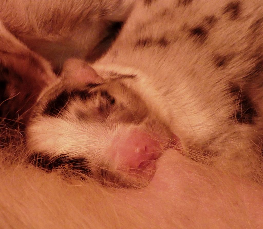 Les bébés sont nés !