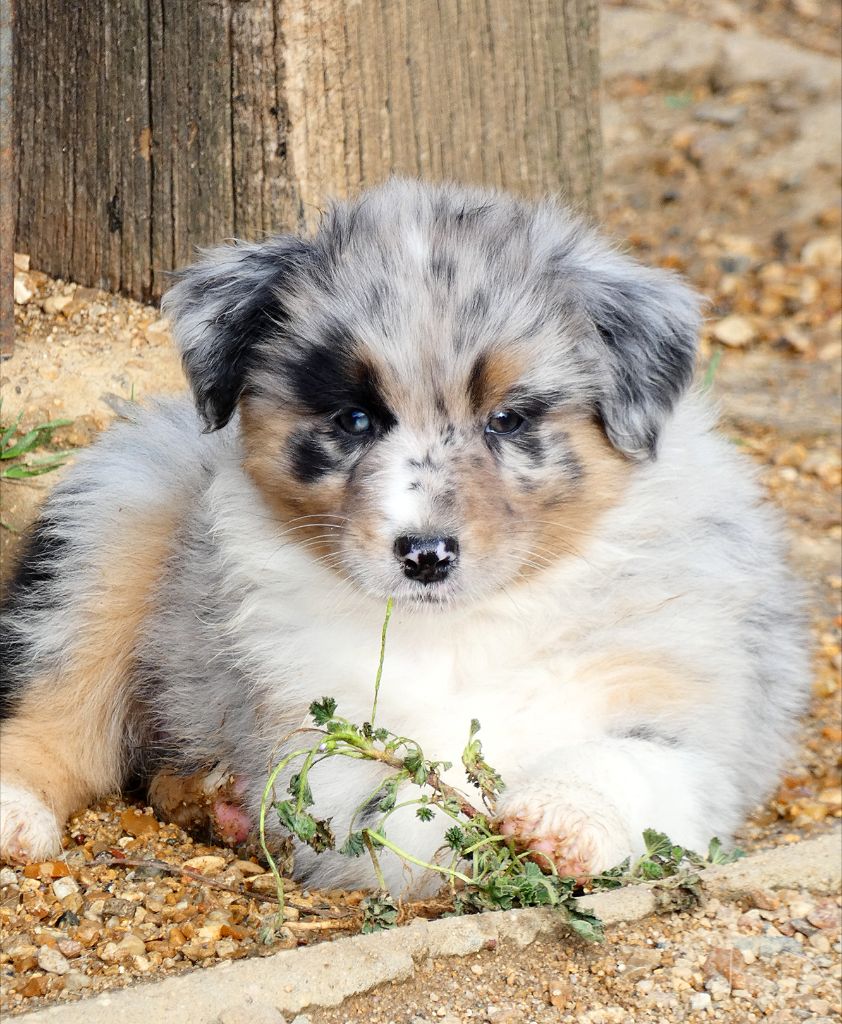 Des Aussies Du Marais - Chiots disponibles - Berger Australien