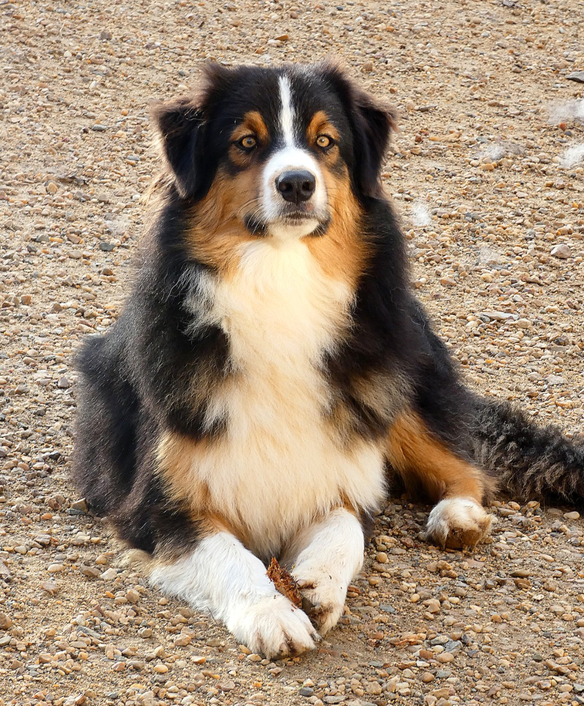 Des Aussies Du Marais - Chiots disponibles - Berger Australien