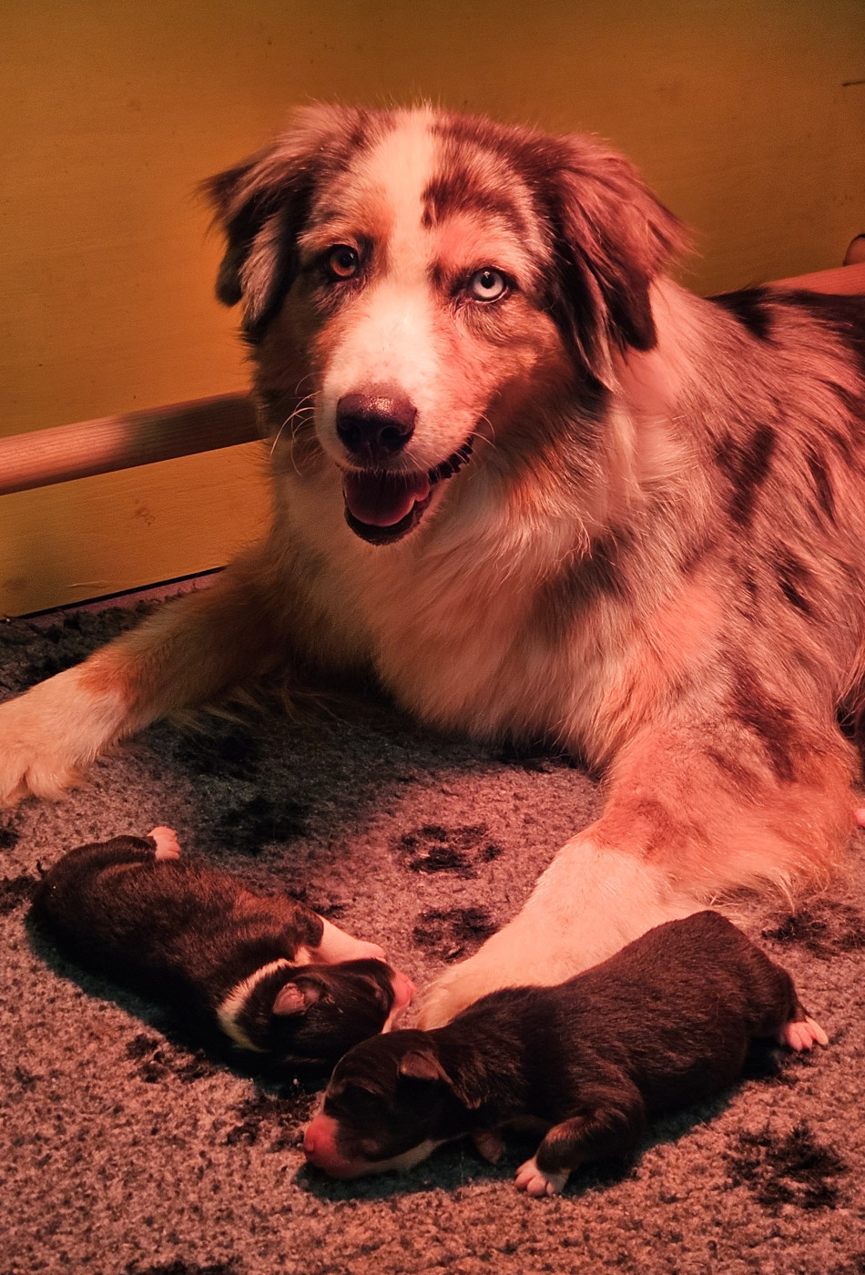 Des Aussies Du Marais - Berger Australien - Portée née le 20/02/2026