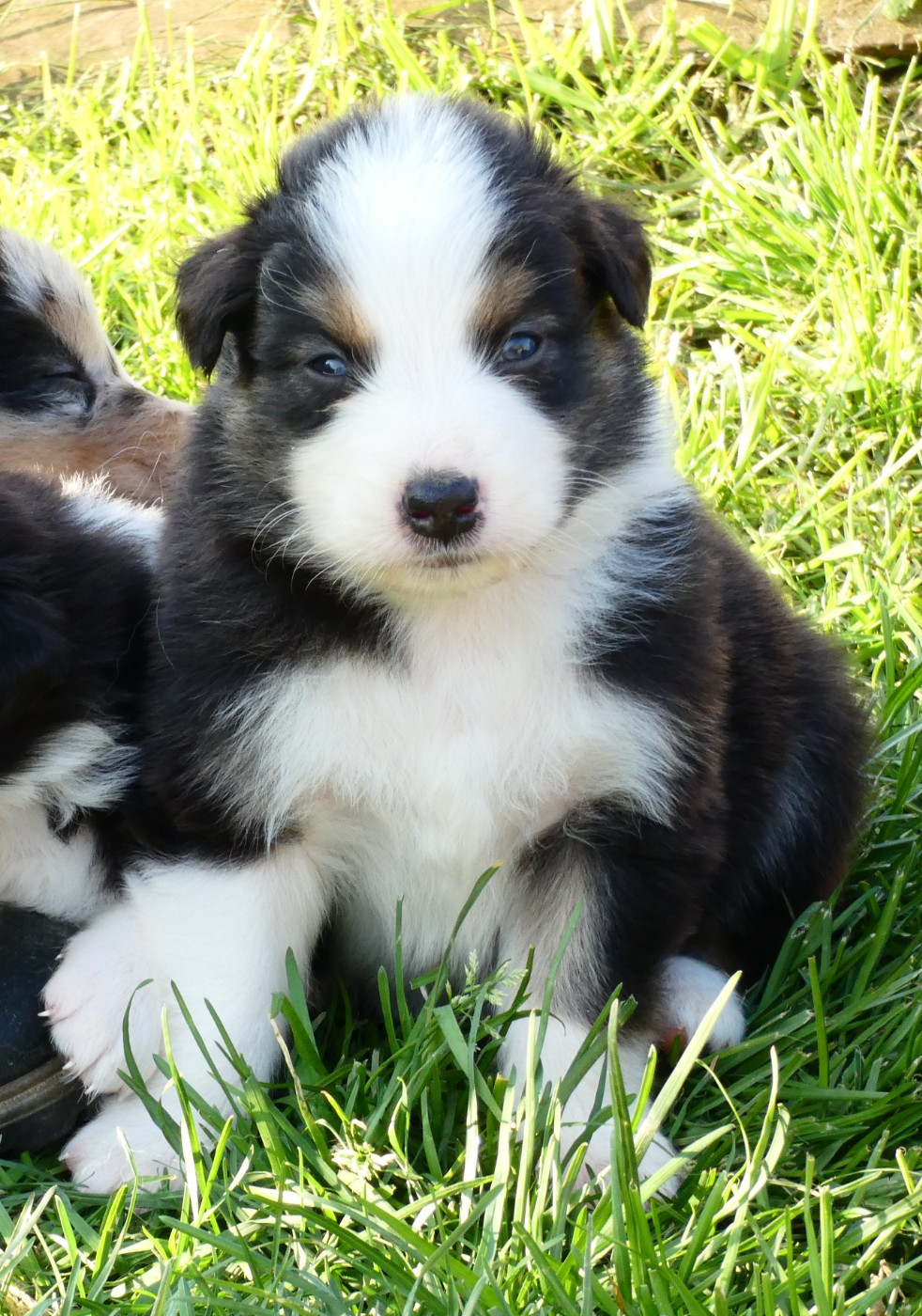Des Aussies Du Marais - Chiots disponibles - Berger Australien
