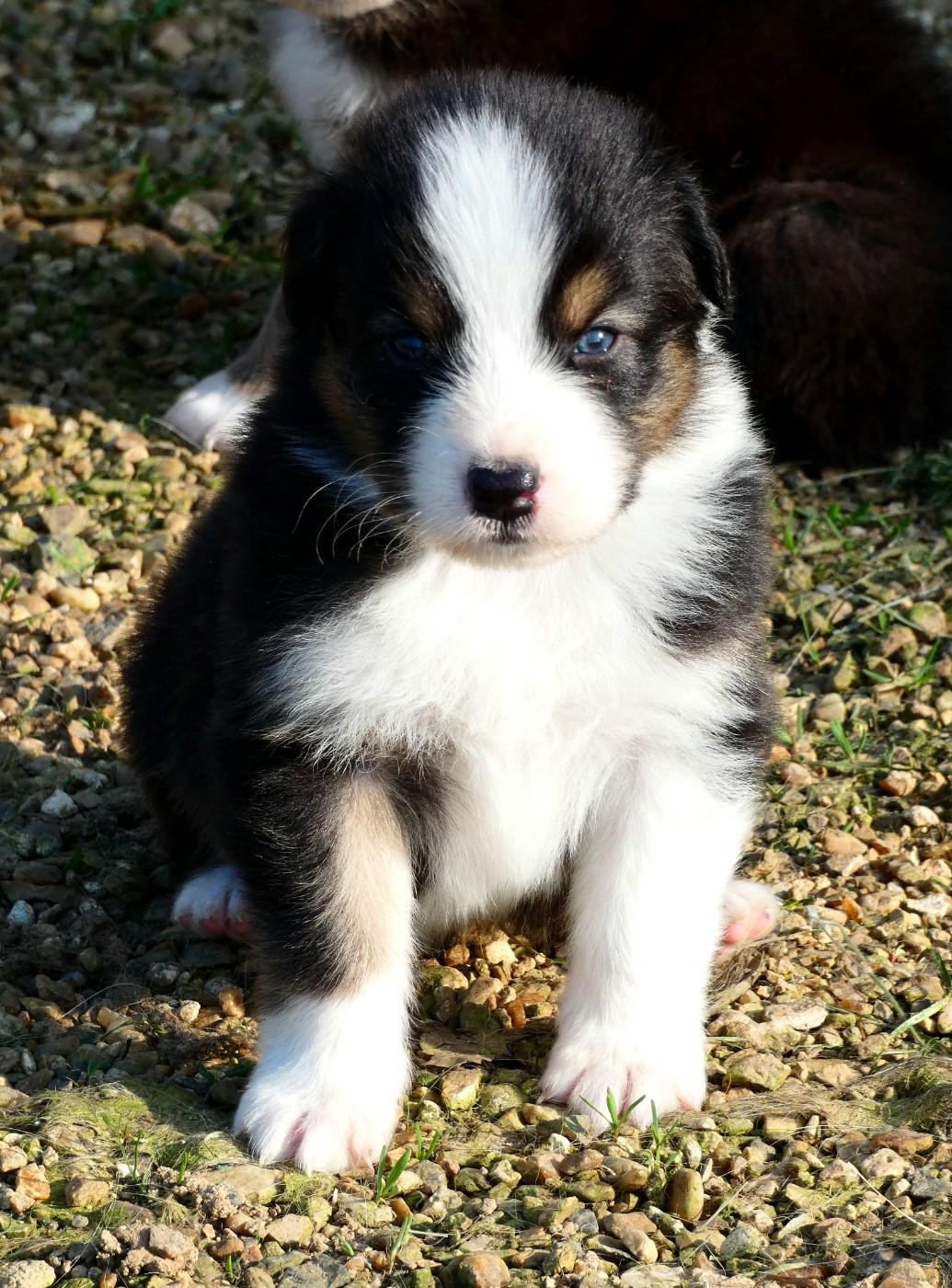 Des Aussies Du Marais - Chiots disponibles - Berger Australien