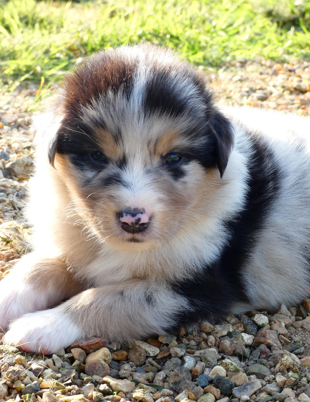 Des Aussies Du Marais - Chiots disponibles - Berger Australien