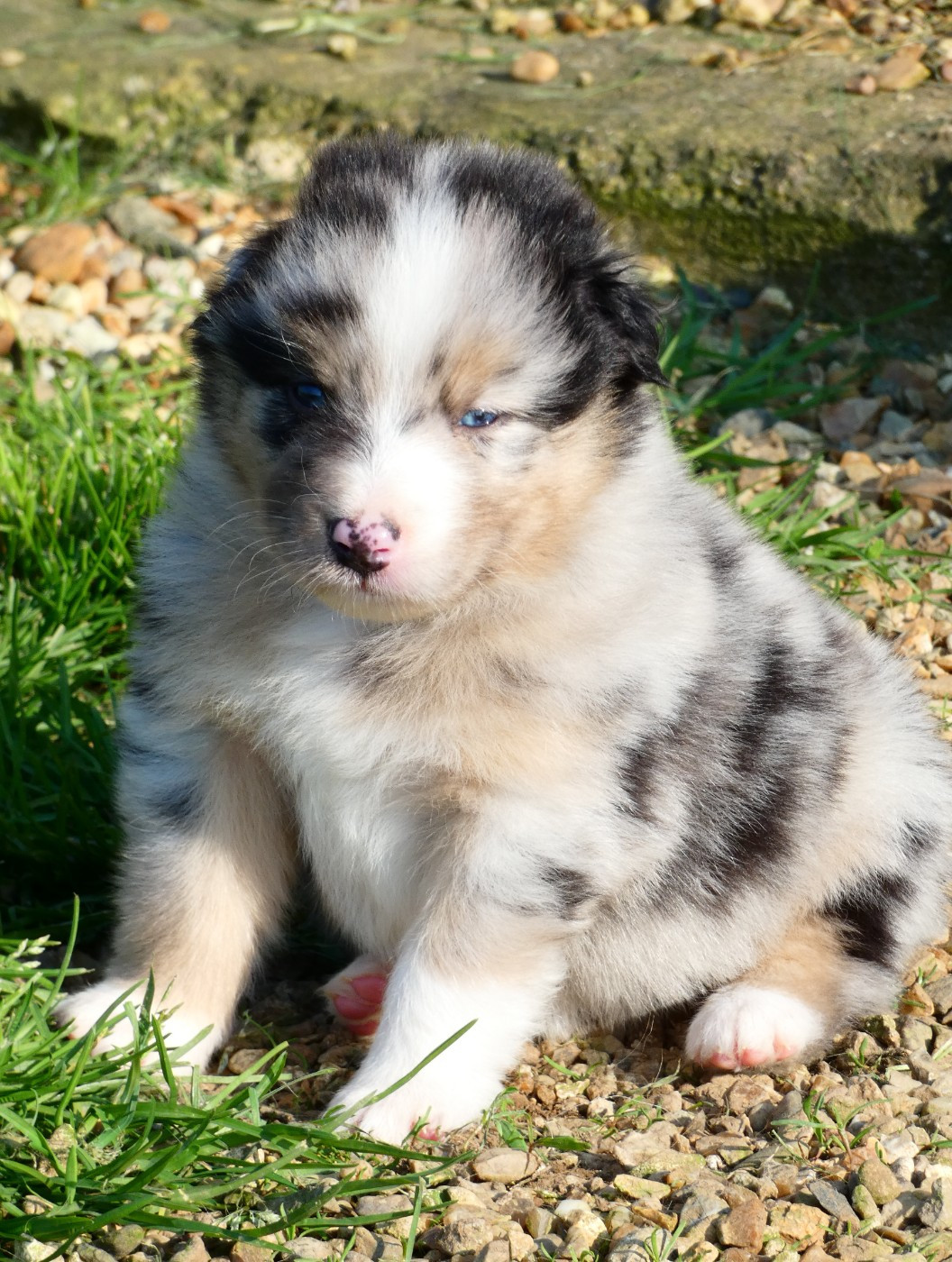 Des Aussies Du Marais - Chiots disponibles - Berger Australien