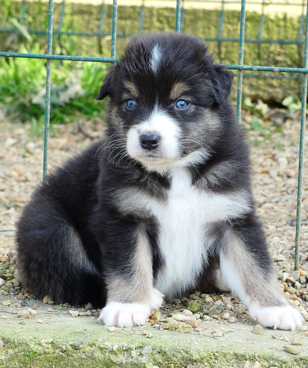 Des Aussies Du Marais - Chiots disponibles - Berger Australien