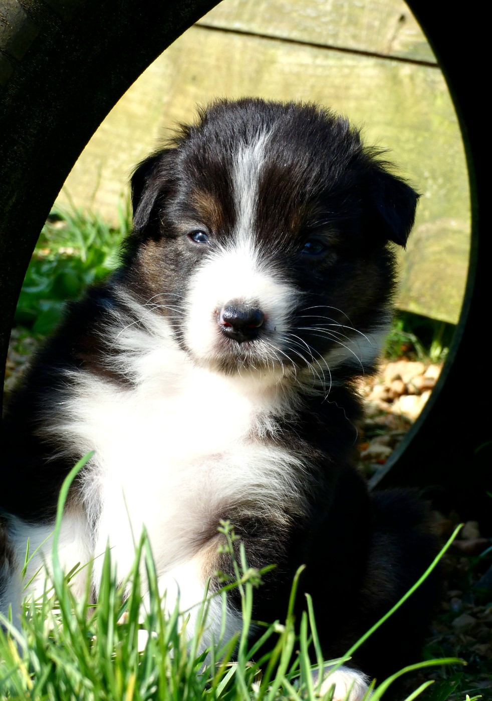 Des Aussies Du Marais - Chiots disponibles - Berger Australien