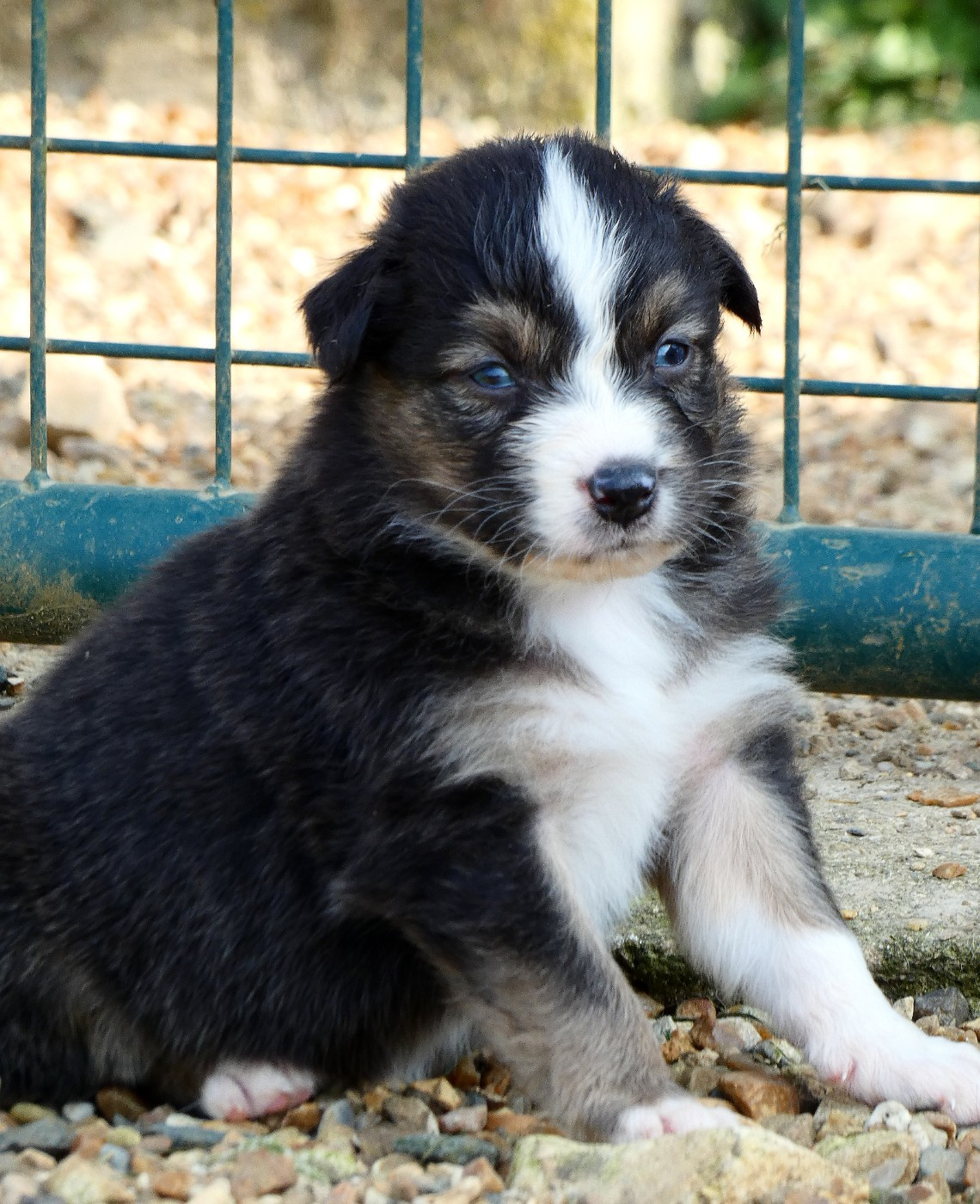 Des Aussies Du Marais - Chiots disponibles - Berger Australien