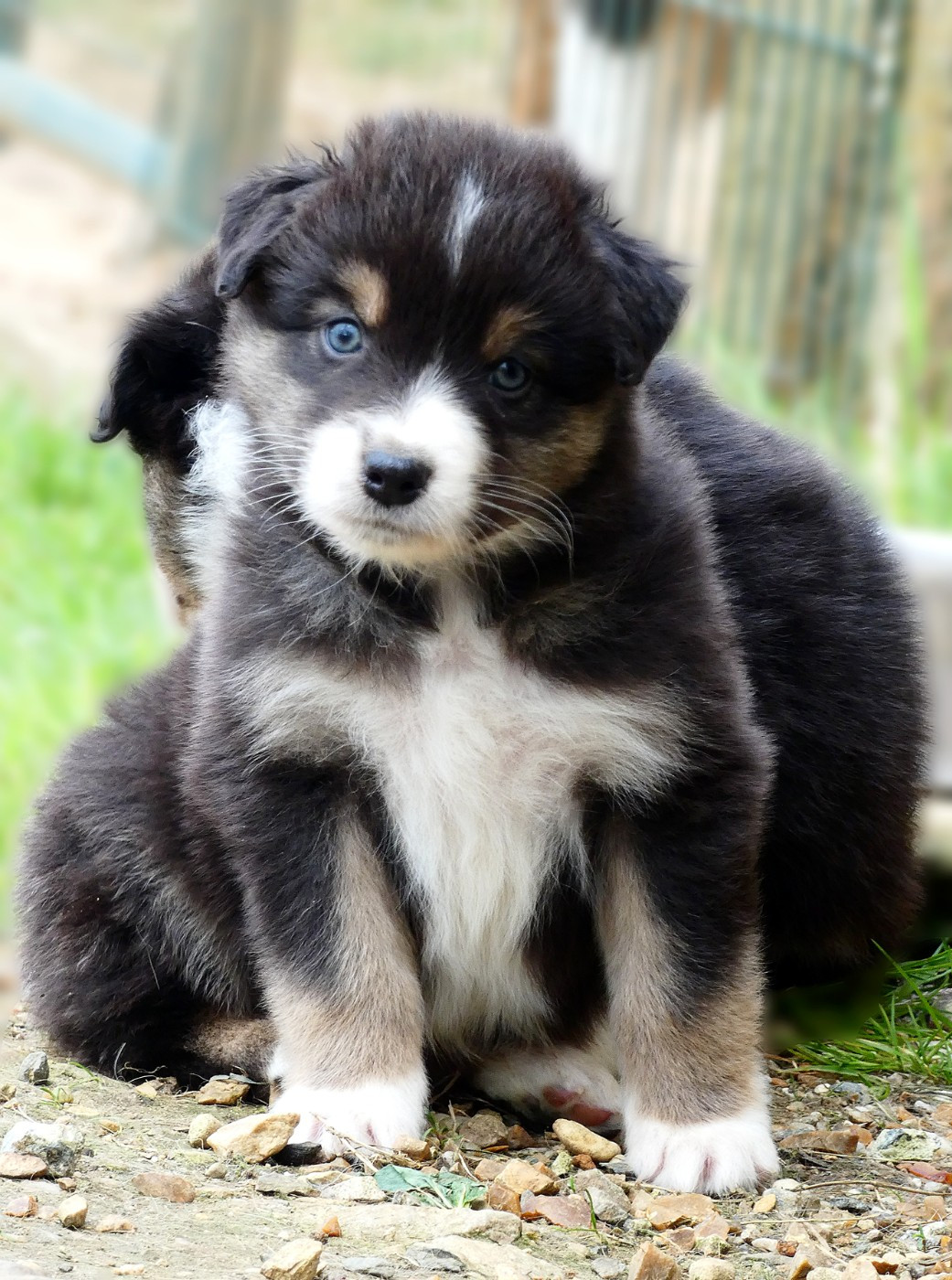 Des Aussies Du Marais - Chiots disponibles - Berger Australien