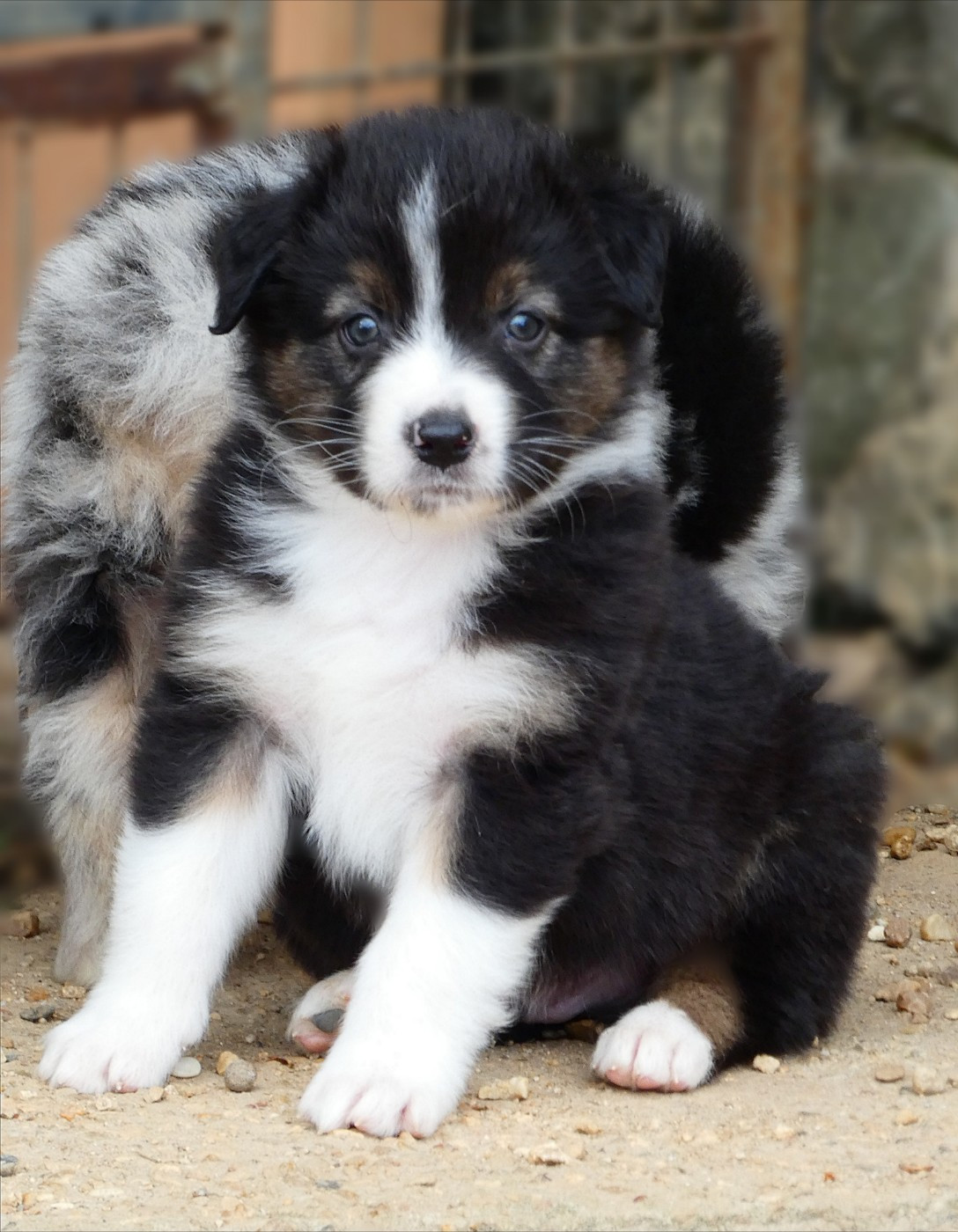 Des Aussies Du Marais - Chiots disponibles - Berger Australien