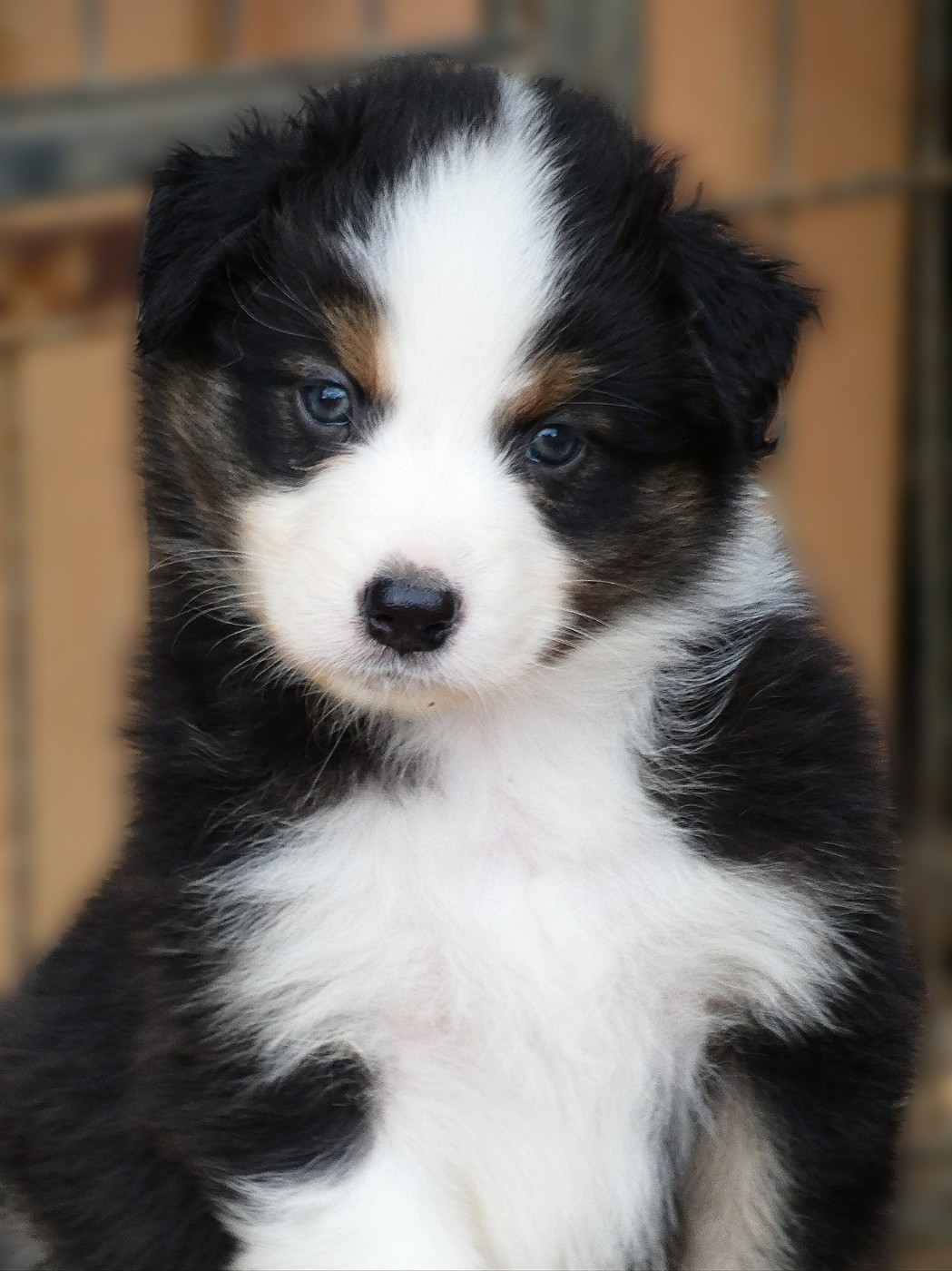 Des Aussies Du Marais - Chiots disponibles - Berger Australien