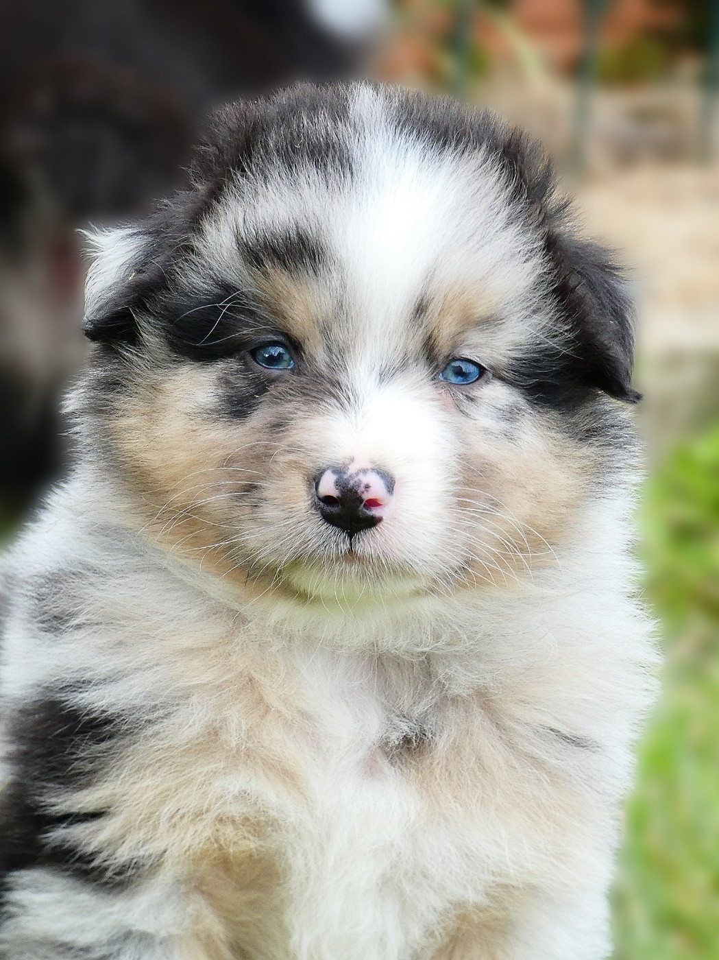 Des Aussies Du Marais - Chiots disponibles - Berger Australien