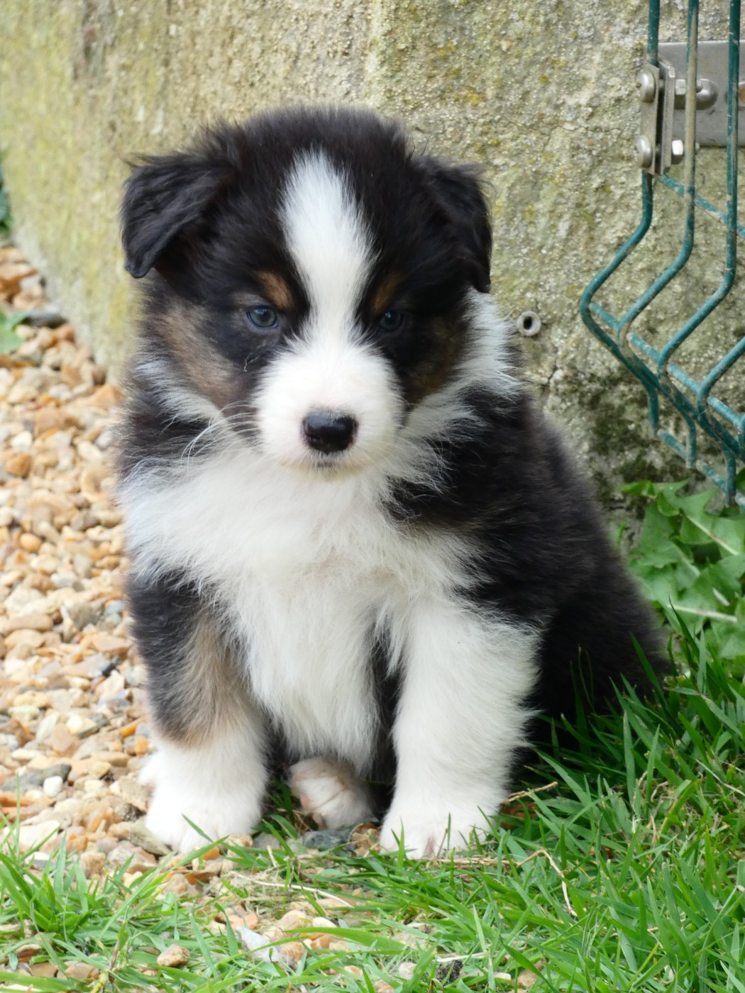 Des Aussies Du Marais - Chiots disponibles - Berger Australien