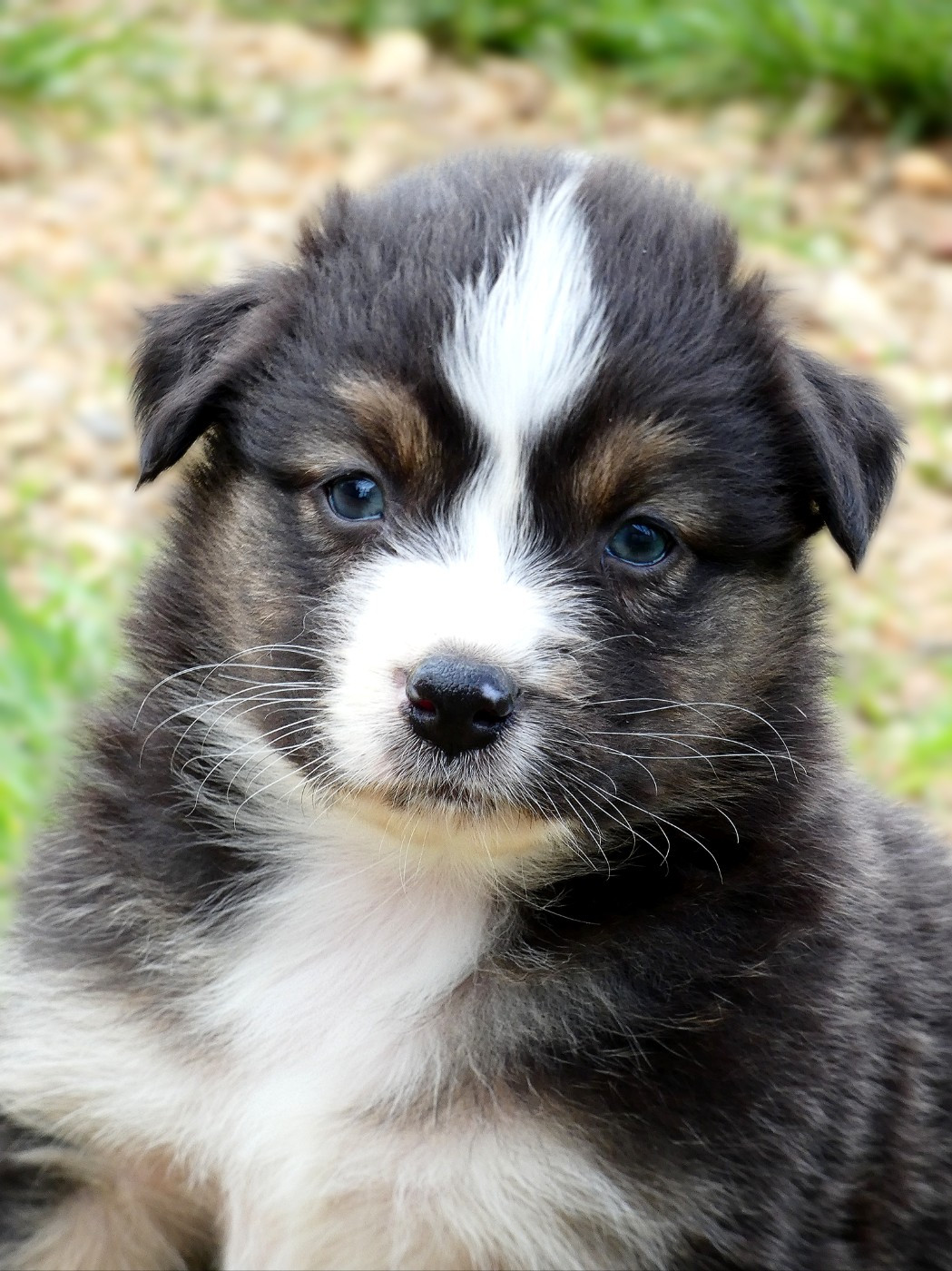 Des Aussies Du Marais - Chiots disponibles - Berger Australien