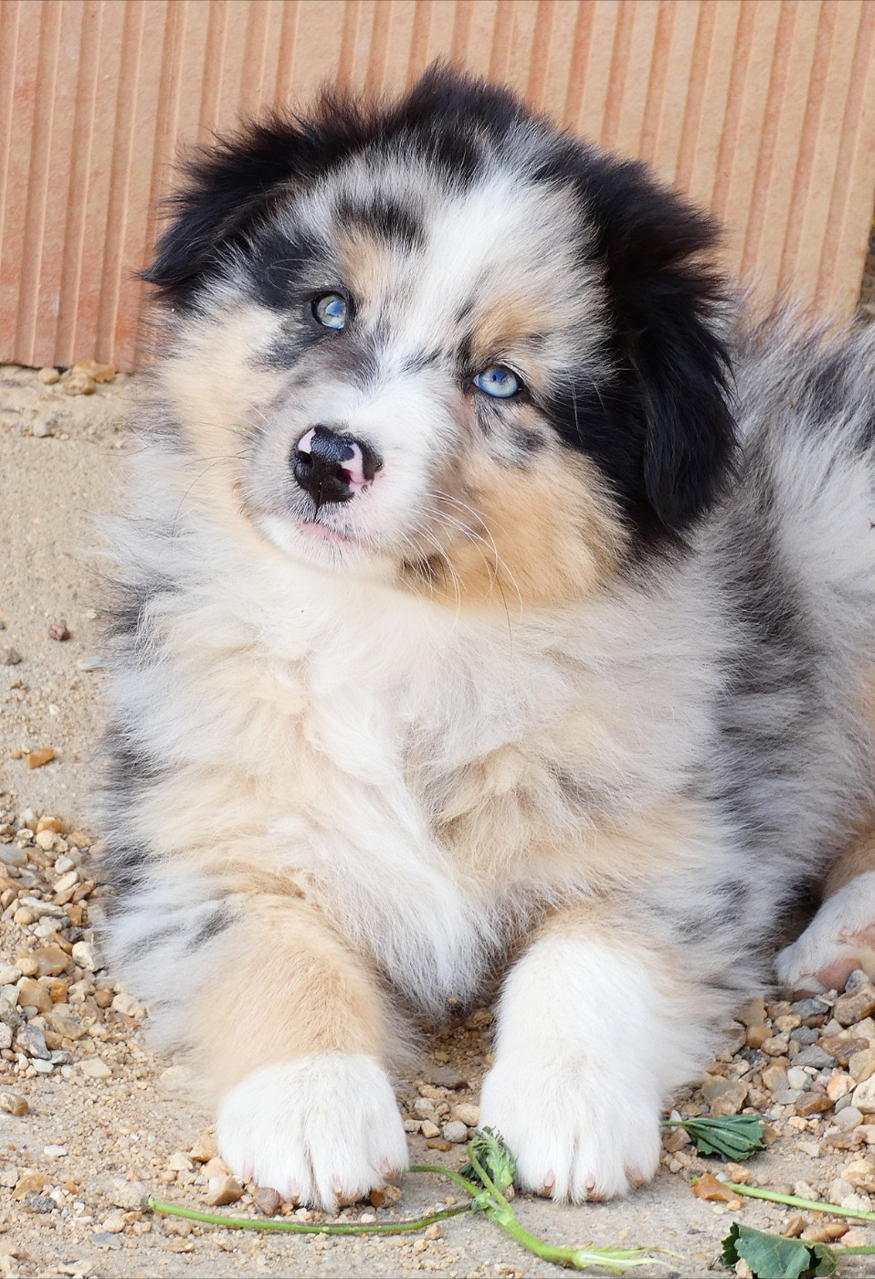 Des Aussies Du Marais - Chiots disponibles - Berger Australien