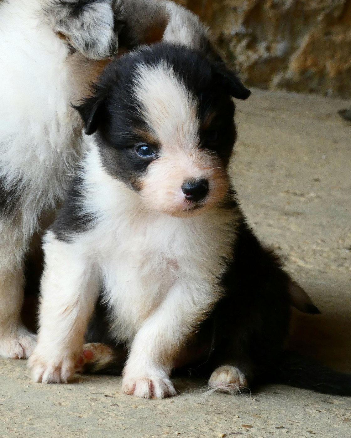 Des Aussies Du Marais - Chiots disponibles - Berger Australien