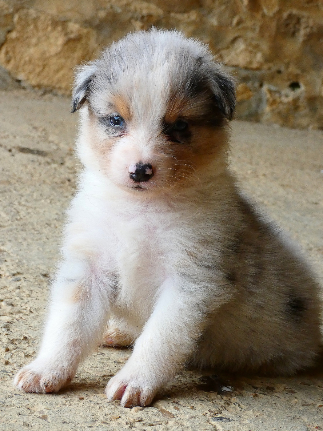 Des Aussies Du Marais - Chiots disponibles - Berger Australien